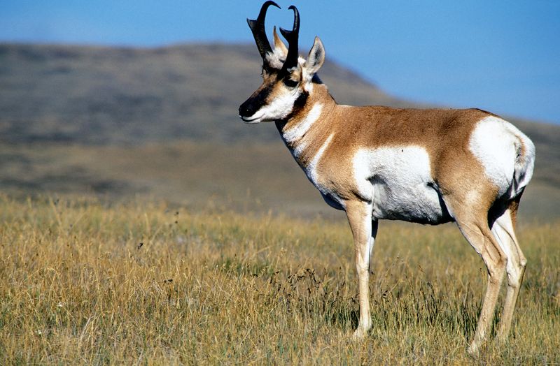 Pronghorn Antelope