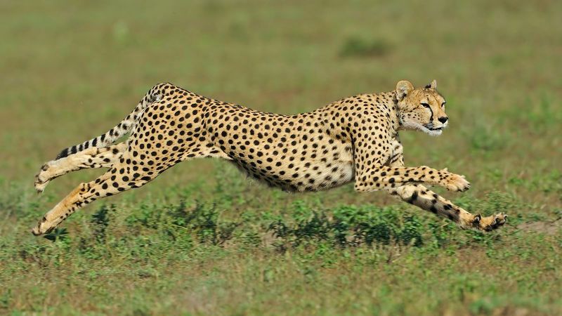 Cheetah