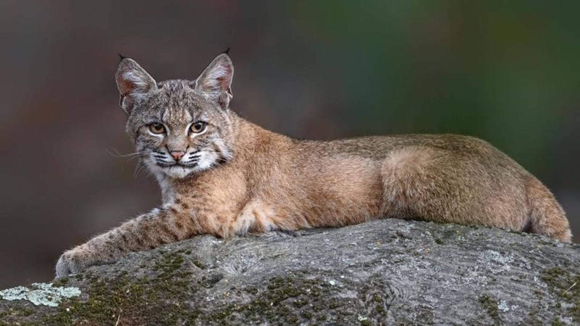 The 10 Most Elusive Wild Cats Of North America