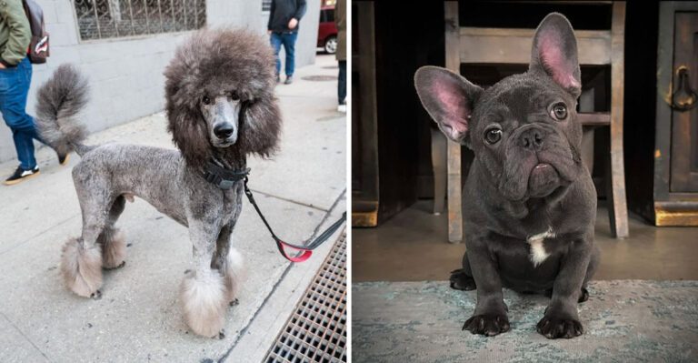The 10 Most Popular Dog Breeds In America