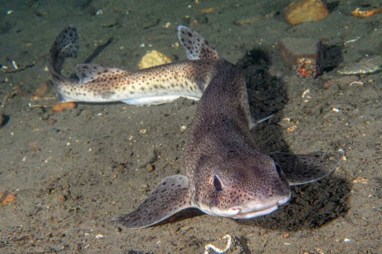 The 10 Tiniest Sharks Found Off The United States Coast
