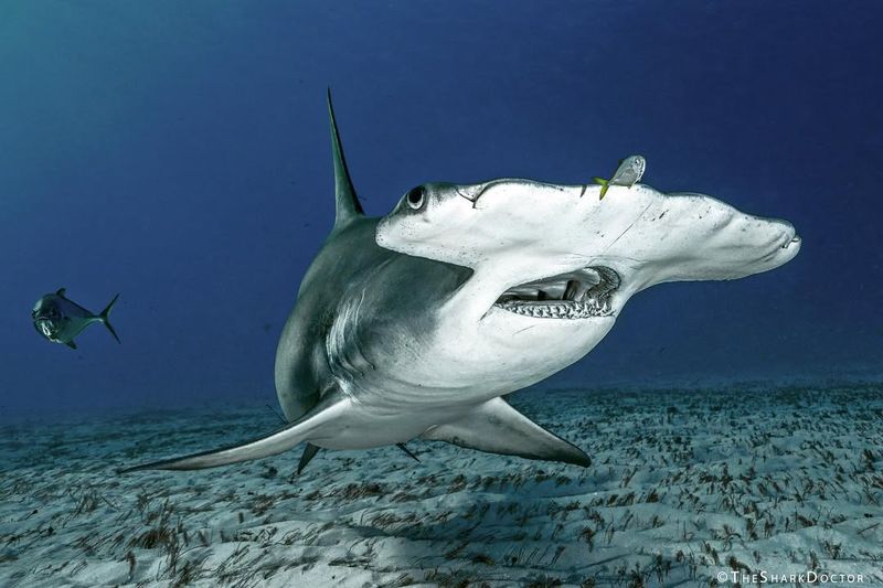 The 1,033-Pound Great Hammerhead