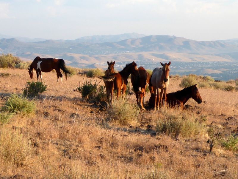 Virginia Range, Nevada