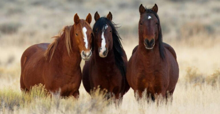 The 12 Best Places To See Wild Mustangs In America