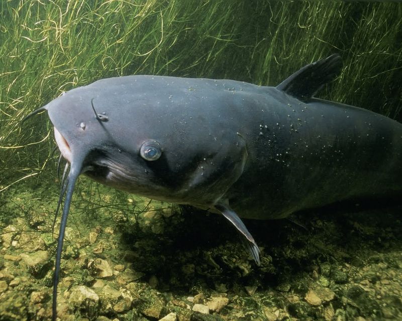 The 121-Pound Blue Catfish