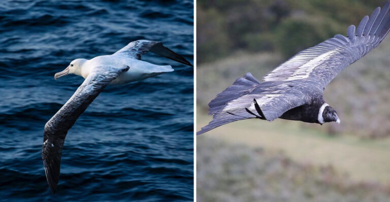 The 15 Largest Flying Birds In The World By Wingspan