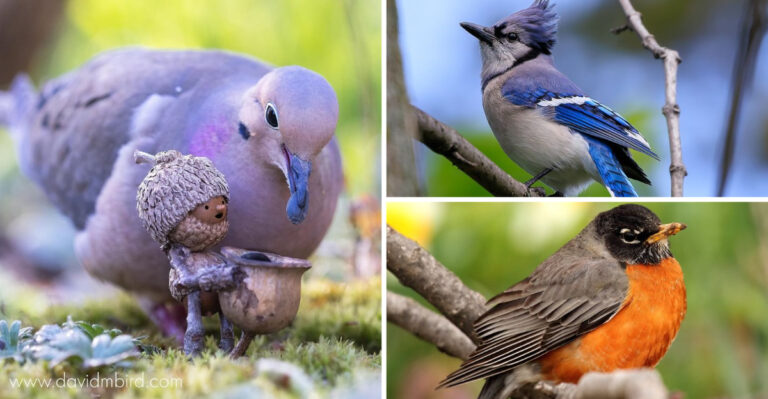 The 15 Most Common Birds Found In North America