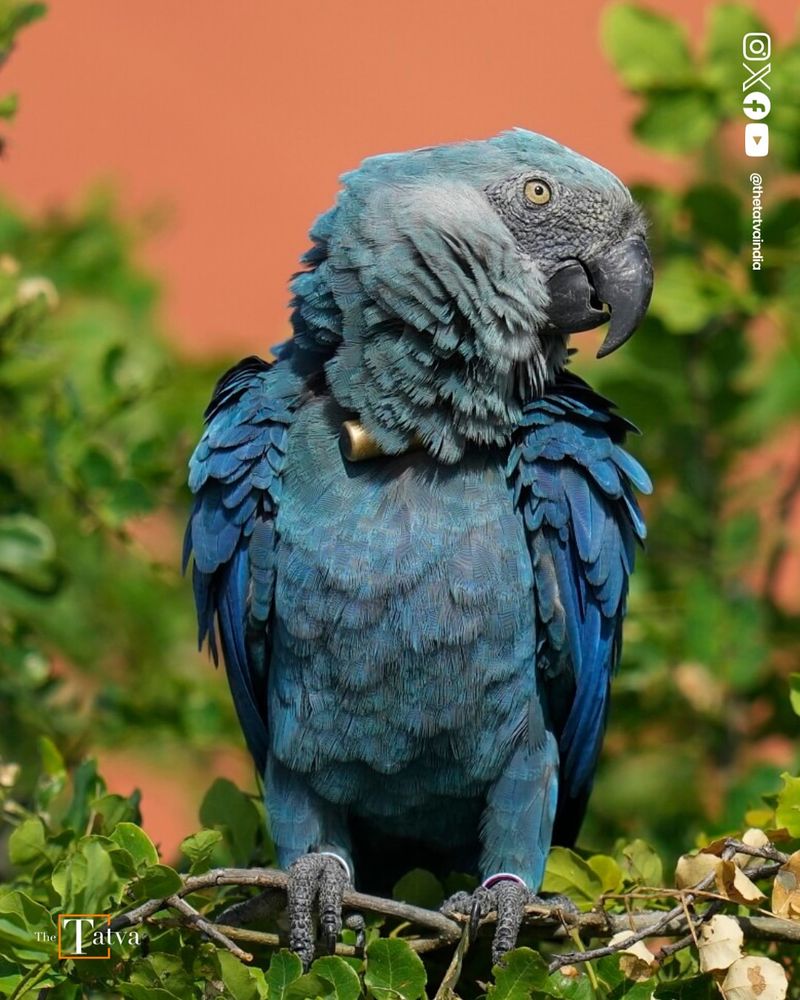 Spix's Macaw - Brazilian Amazon Rainforest