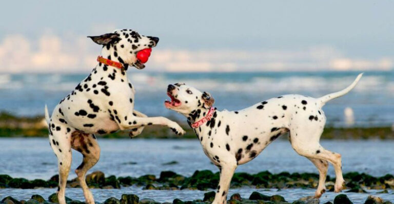 The 16 Dog Breeds You Need To Watch Out For
