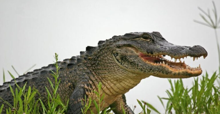 The 17 Animals That Wolves Don’t Dare To Challenge
