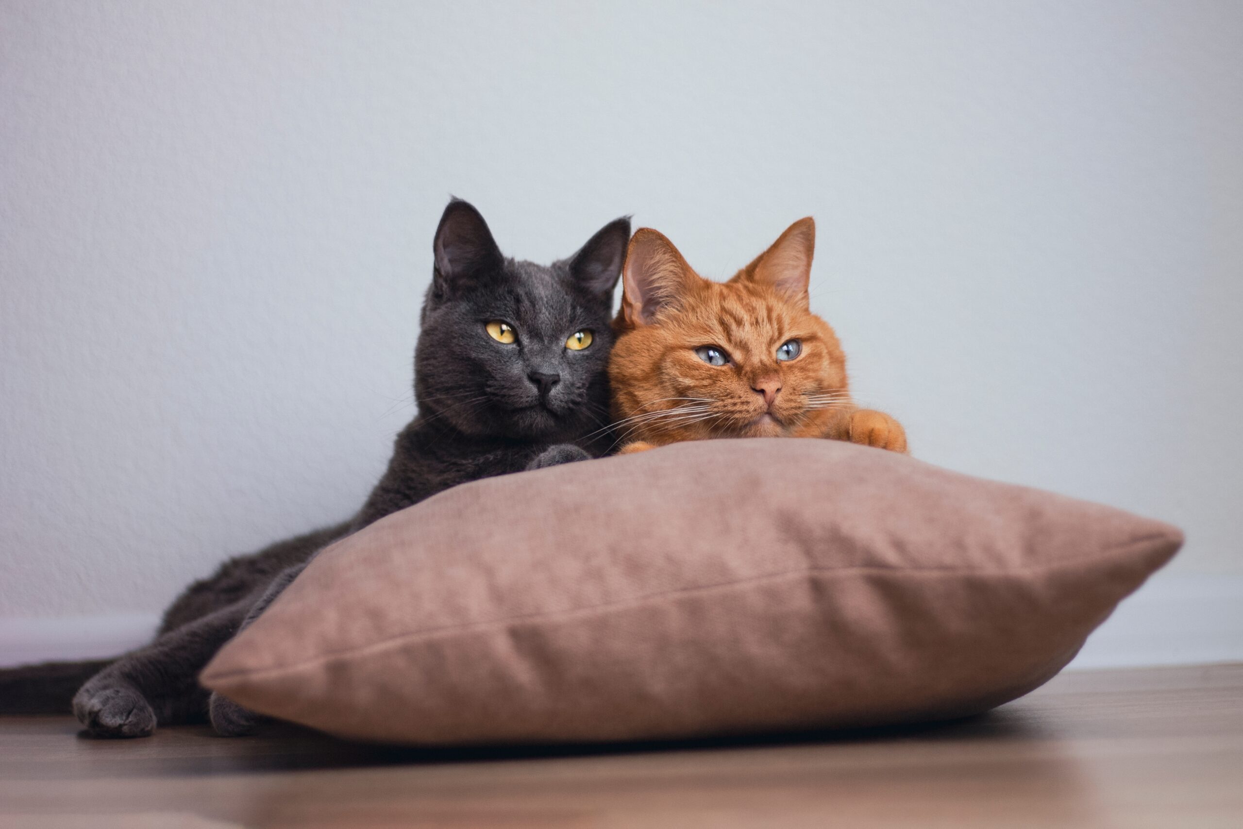 The 18 Best Cat Breeds For Homes With Multiple Felines