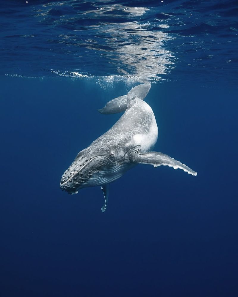 Blue Whale