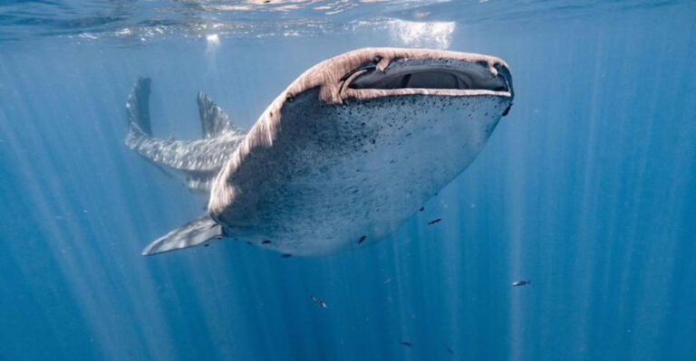 The 19 Biggest Sea Animals – Ranked By Size