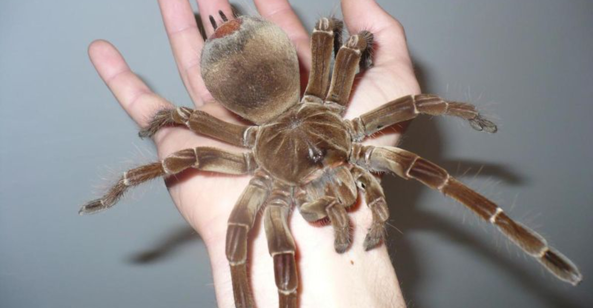 The 19 Biggest Spiders Still Crawling The Earth Today