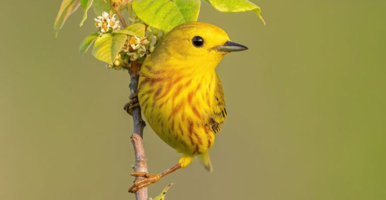 The 20 Greatest Songbirds Found In America