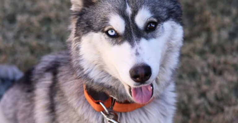 The 6 Best (And 6 Worst) Things About Adopting A Siberian Husky