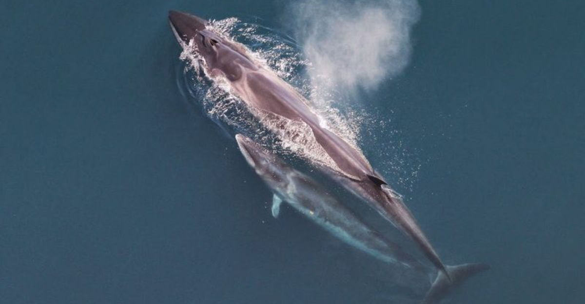 The 7 Longest Whales In The World