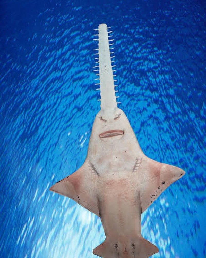 The 736-Pound Largetooth Sawfish