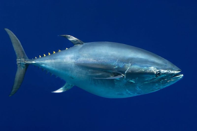 The 876-Pound Bluefin Tuna