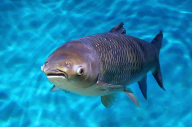 The 90-Pound Bighead Carp