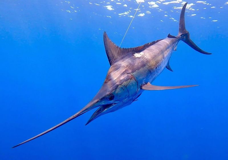 The 972-Pound Blue Marlin