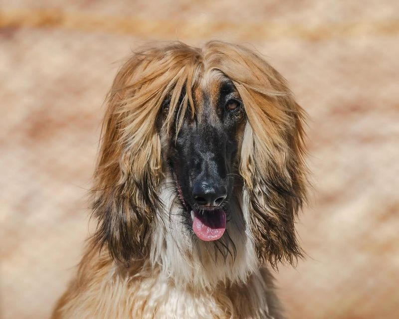 The Afghan Hound's Regal Elegance