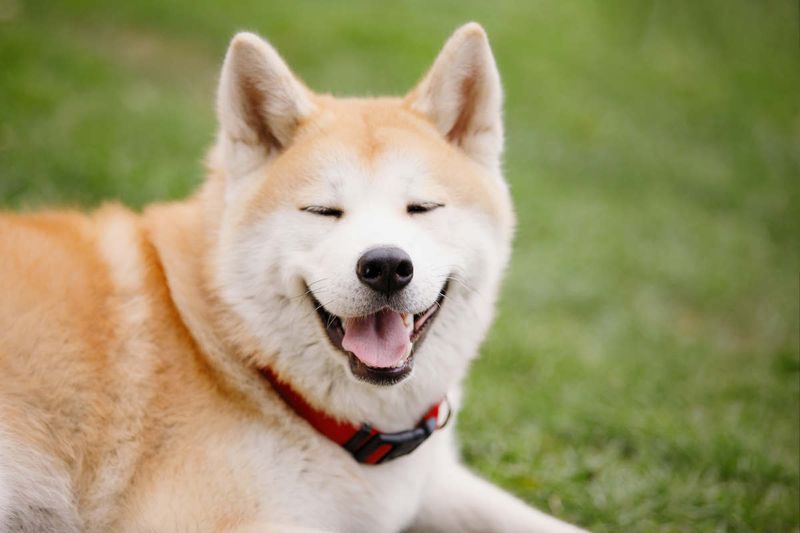 The Akita Smile