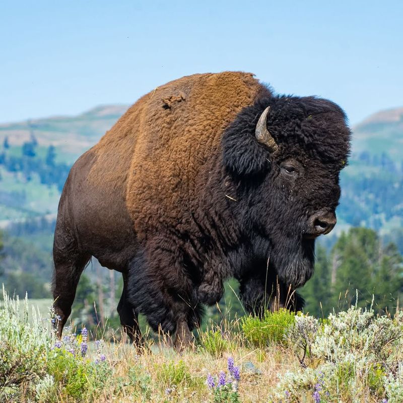 The American Bison: A Symbol of Resilience