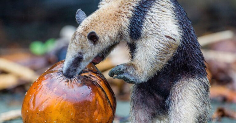 The Animals With The Weirdest Eating Habits