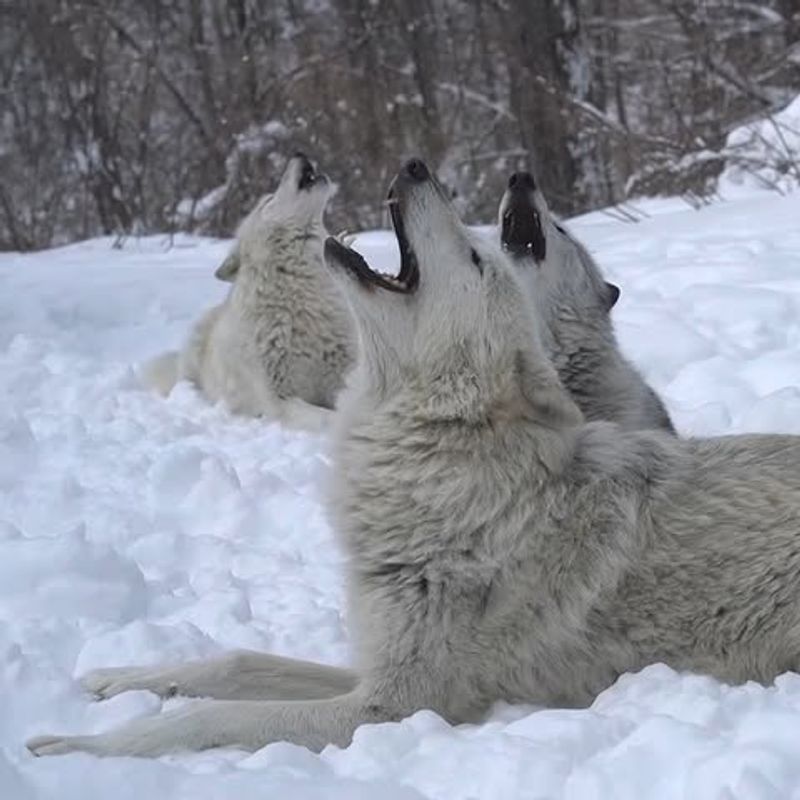 The Arctic Wolf's Haunting Howl