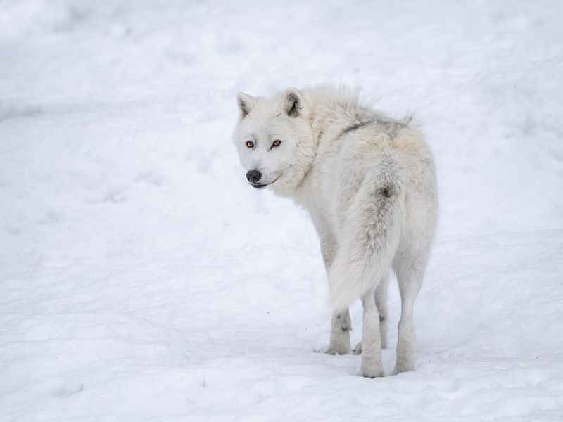 The Arctic Wolf's Unique Camouflage