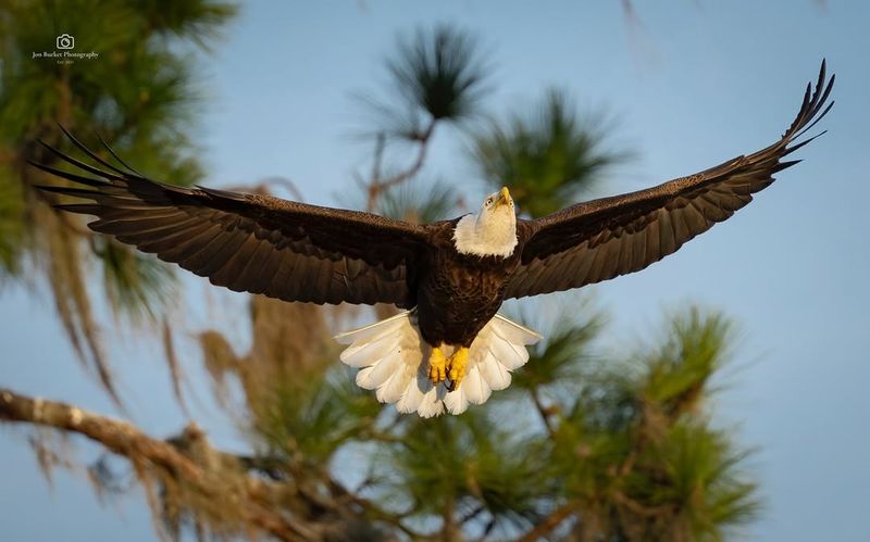 The Bald Eagle's Historical Decline