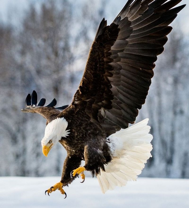 The Bald Eagle's Unique Diet