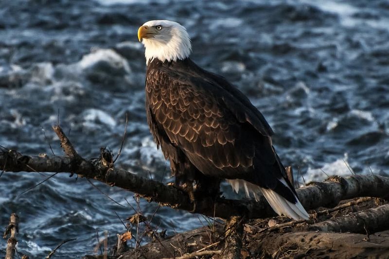 The Bald Eagle's Symbolism