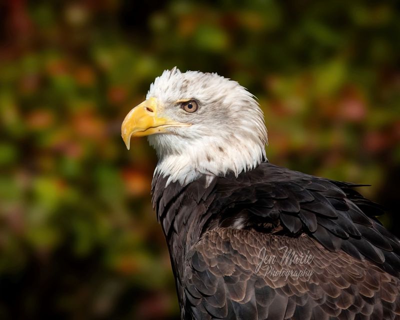 The Bald Eagle: From Endangered to Emblematic