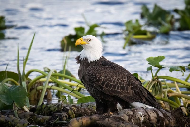 The Bald Eagle's Revival