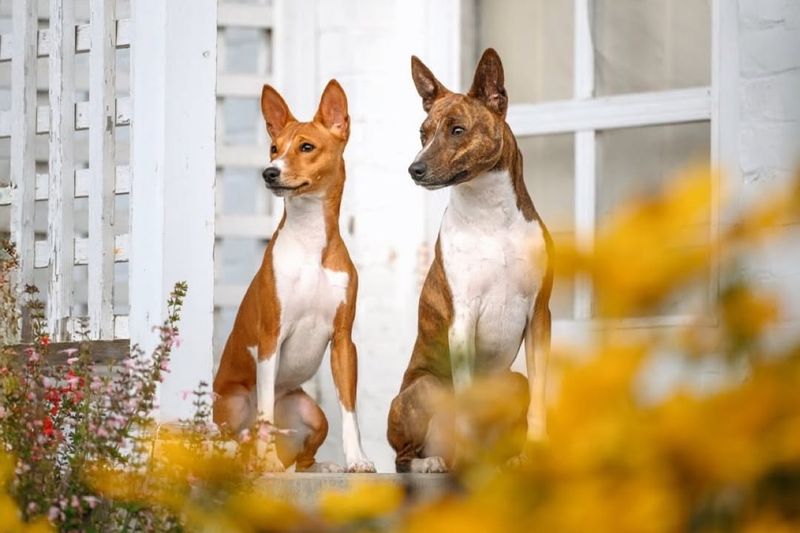 The Basenji's Silent Bark