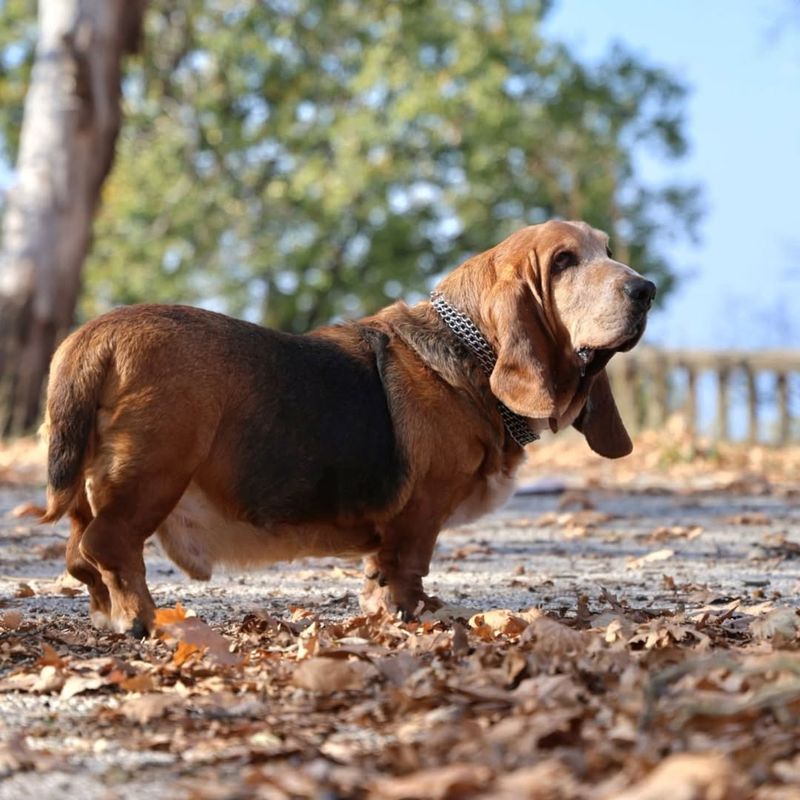 The Basset Hound's Sturdy Build