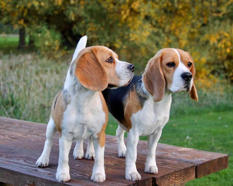 The Beagle's Tail Tells All