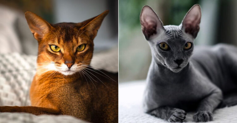 The Best Cat For You, Based On Your Zodiac Sign