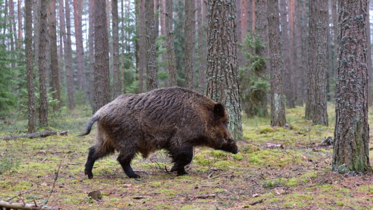 The Biggest Wild Boars Ever Caught In The U.S.