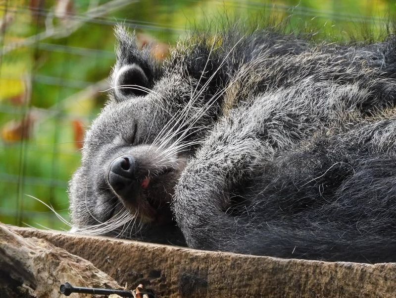 The Binturong Is Listed as Vulnerable