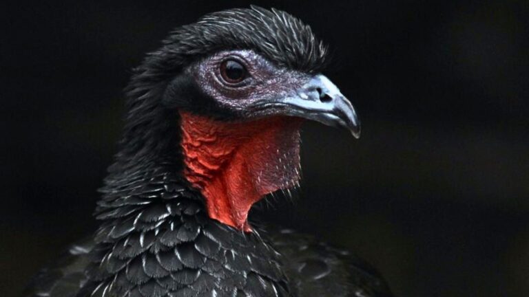 The Bird That Cheated Extinction The Return Of The Pava Aliblanca