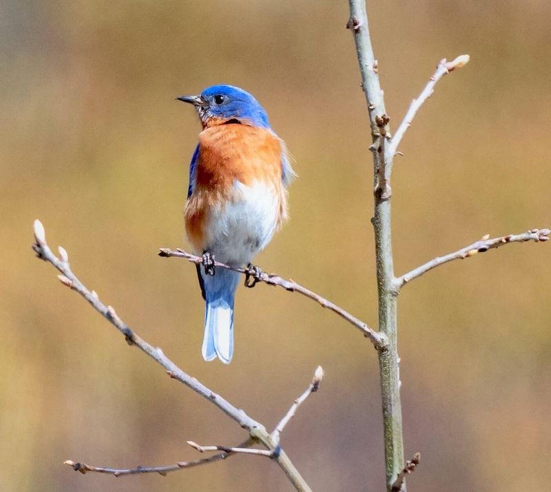 The Bluebird's Nesting Rituals