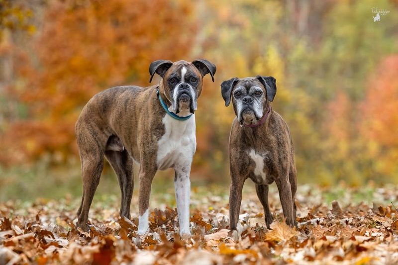 The Boxer’s Energetic Antics