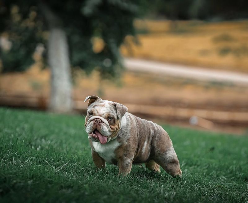 The Bulldog's Gentle Strength