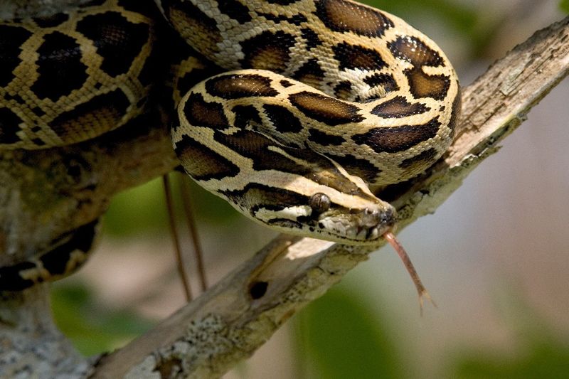 The Burmese Python: The Only Invasive Asian Snake in the Everglades