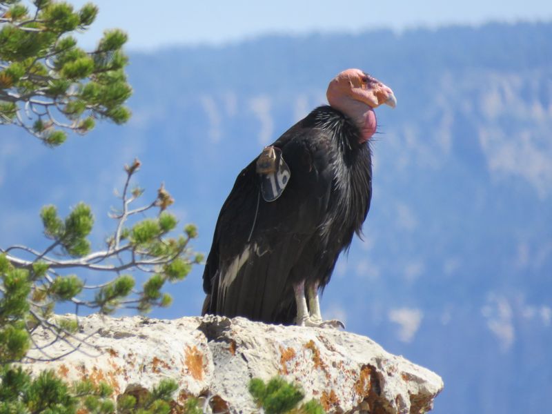 The California Condor Comeback