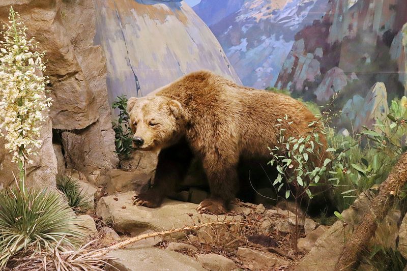 The California Grizzly Bear: A Lost Icon