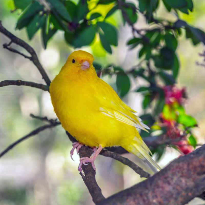 The Canary's Chirp